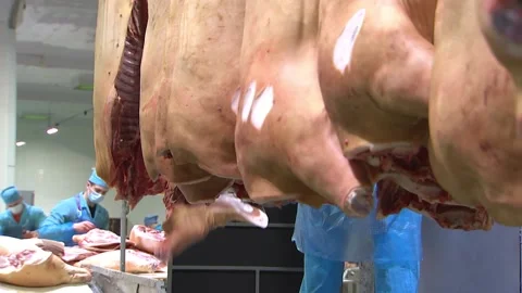 Worker cuts carcasses of slaughtered pigs in the cutting shop, meat production Stock Footage 111090998
