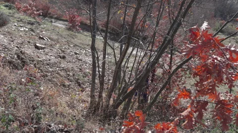 Worker cuts down branches with an axe Stock Footage 146917885