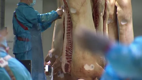 Worker cuts fat from carcasses of dead pigs in the cutting shop of meat product Video stock 111090665