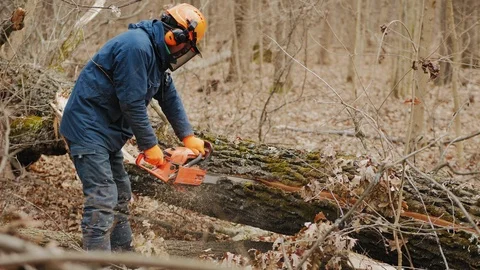 Worker cuts a felled tree trunk with a chainsaw in autumn forest Stock Footage 120475528