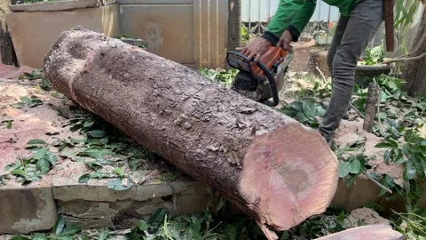 Worker cuts a large tree trunk Stock Footage 341664203