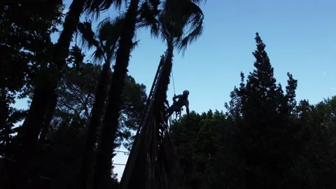 A worker cuts a palm tree. Palm trimmer. Gardener Stock Footage 190949127