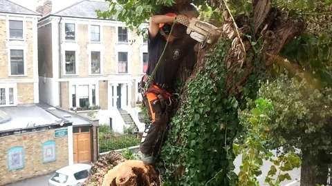 Worker cuts tree branches with a chainsaw Stock Footage 83468065
