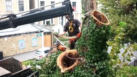 Worker cuts tree branches with a chainsaw Stock Footage 83468066