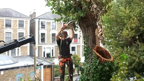 Worker cuts tree branches with a chainsaw Stock Footage 83468067