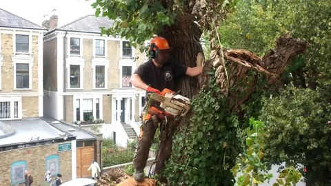 Worker cuts tree branches with a chainsaw Stock Footage 83468068