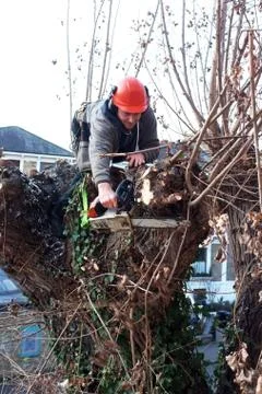 Worker cuts tree branches Stock Photos