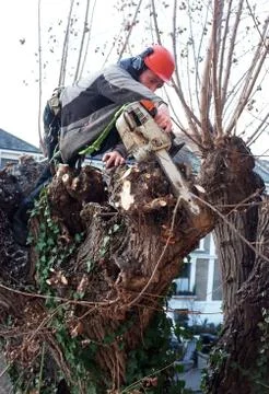 Worker cuts tree branches Stock Photos