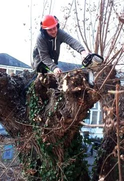 Worker cuts tree branches Stock Photos
