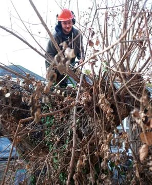 Worker cuts tree branches Stock Photos