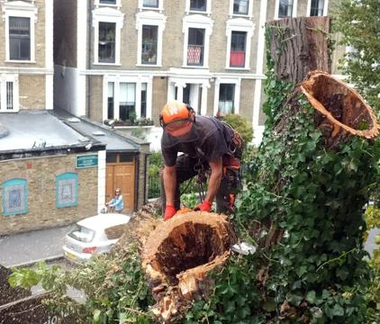 Worker cuts tree branches Stock Photos