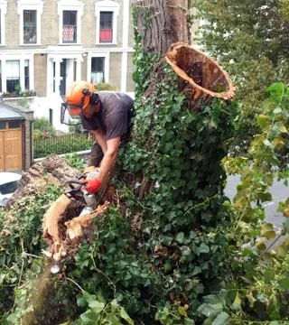 Worker cuts tree branches Stock Photos