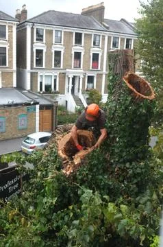 Worker cuts tree branches Stock Photos