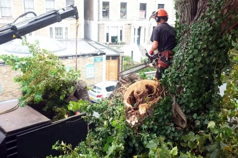 Worker cuts tree branches Stock Photos
