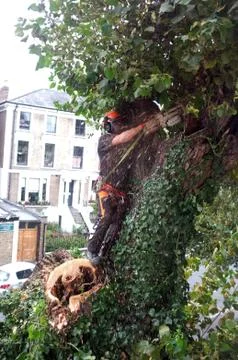 Worker cuts tree branches Stock Photos