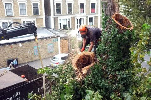 Worker cuts tree branches Stock Photos
