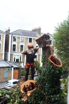 Worker cuts tree branches Stock Photos