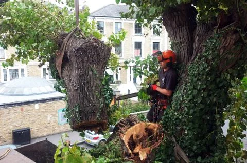 Worker cuts tree branches Stock Photos