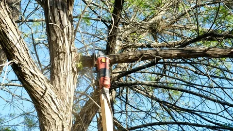 Worker cuts tree limb Video stock 106367643