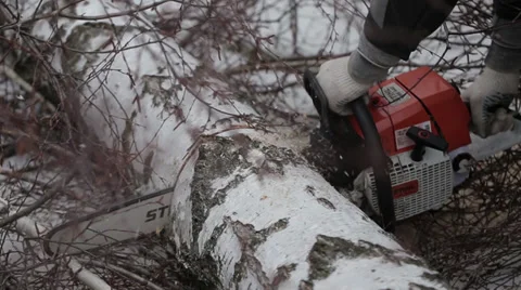 The worker cuts the trees with a chainsaw. Sawing birch in parts. Stock Footage 33959960