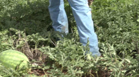 Worker cuts watermelons from vine and rolls it to center row. 4k Stock Footage 67334043