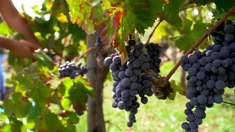 Worker cutting bunch of grapes during the Harvest Video stock 116626393