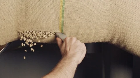 Worker cutting a burlap bag with green coffee beans - slow motion Stock Footage 107775710