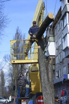 Worker cutting dead standing tree with chainsaw using truck-mounted lift Stock Photos