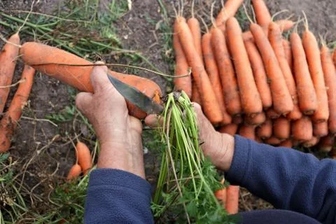 Worker is cutting foliage off the carrots Stock Photos