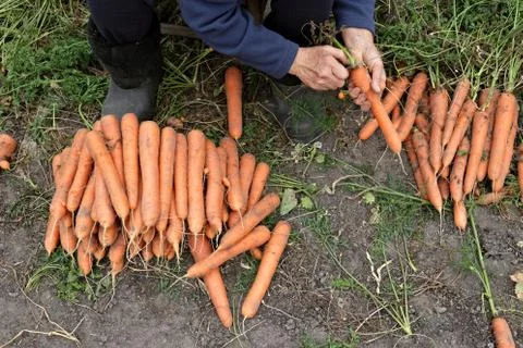 Worker is cutting foliage off the carrots Stock Photos