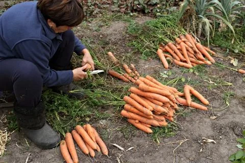 Worker is cutting foliage off the carrots Stock Photos