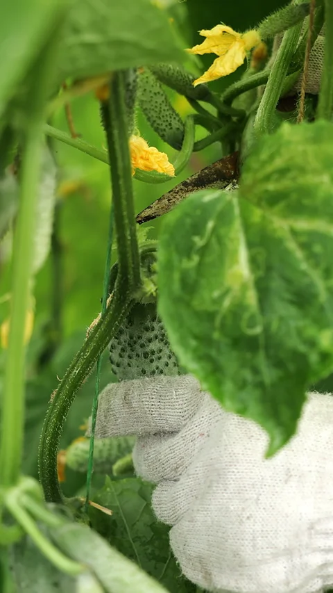 Worker Cutting Fresh Cucumber From Plant During Greenhouse Harvest. Stock Footage 345474889