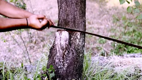 Worker Cutting Green Tree with Hand Saw During Tree Removal 動画素材 339531893