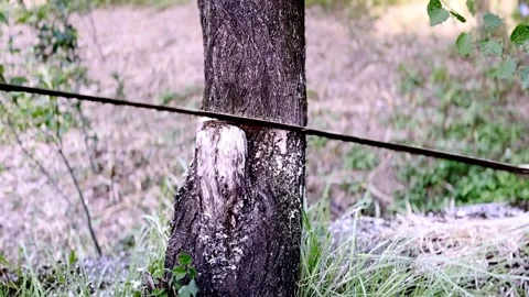 Worker Cutting Green Tree with Hand Saw During Tree Removal Stockbeeldmateriaal 339531968