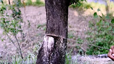 Worker Cutting Green Tree with Hand Saw During Tree Removal Видео 339531974