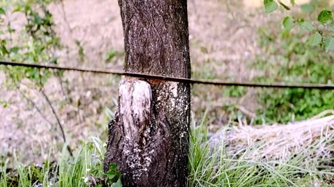 Worker Cutting Green Tree with Hand Saw During Tree Removal Vidéo 339531987
