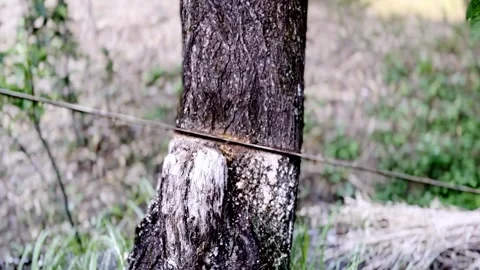 Worker Cutting Green Tree with Hand Saw During Tree Removal Видео 339531988