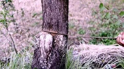 Worker Cutting Green Tree with Hand Saw During Tree Removal 動画素材 339532058