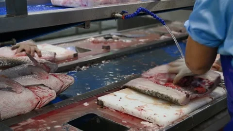 Worker cutting raw fish and taking out the bones in a factory Stock Footage 253403038