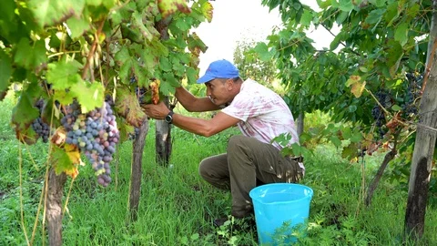 Worker cutting the red grapes wine from the plant, Sicilian vineyard Video stock 116619406