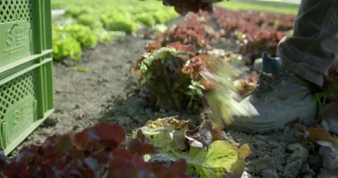Worker cutting red leaf lettuce, Vienna, Austria Video stock 141436106