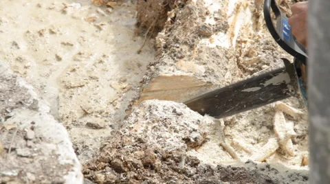 Worker cutting root 스톡 동영상 50193604