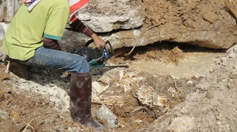 Worker cutting root 스톡 동영상 50193662