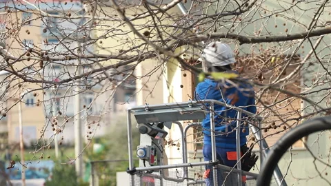 Worker cutting some branches of a tall tree in the cradle of the autotower Stock Footage 147333979
