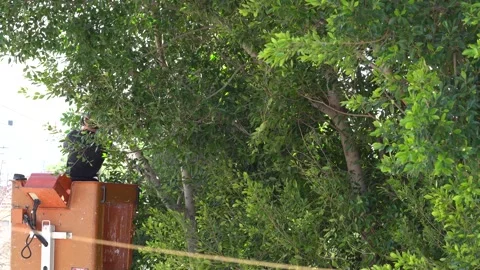 Worker Cutting Some Branches Of A Tall Tree In The Cradle Of The Autotower, Video stock 244665342