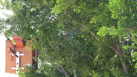 Worker Cutting Some Branches Of A Tall Tree In The Cradle Of The Autotower, Stock Footage 244665843