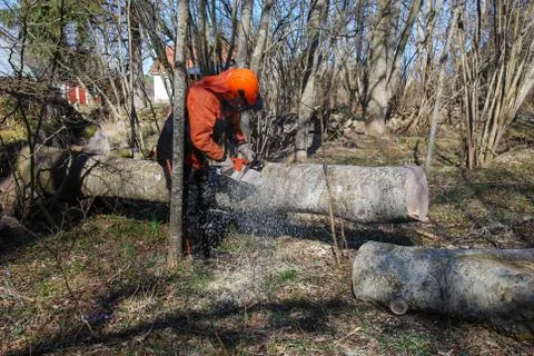 Worker cutting a tree trunk Stock Photos