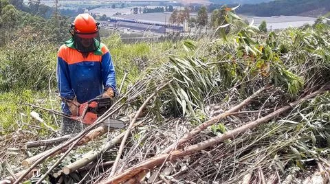 Worker cutting trees with an eletric saw. Stock Photos