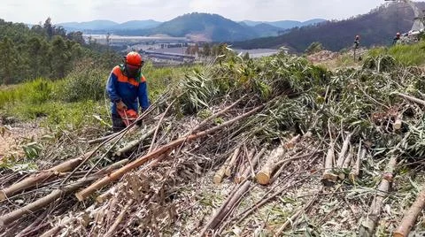 Worker cutting trees with an eletric saw. Stock Photos