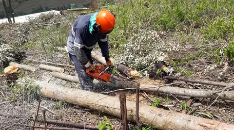 Worker cutting trees with an eletric saw. Stock Photos